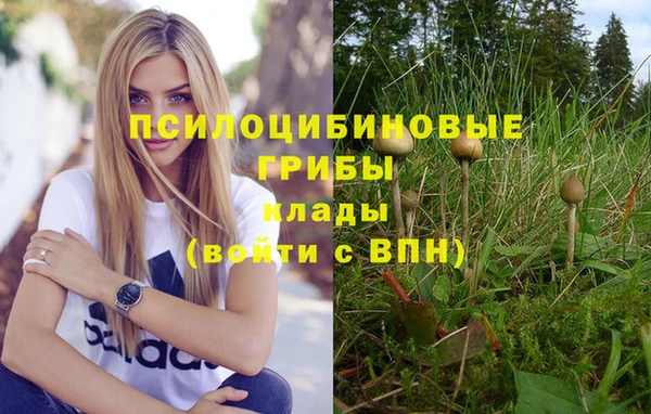 прущие грибы Аркадак